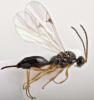 Cryptoserphus sp.